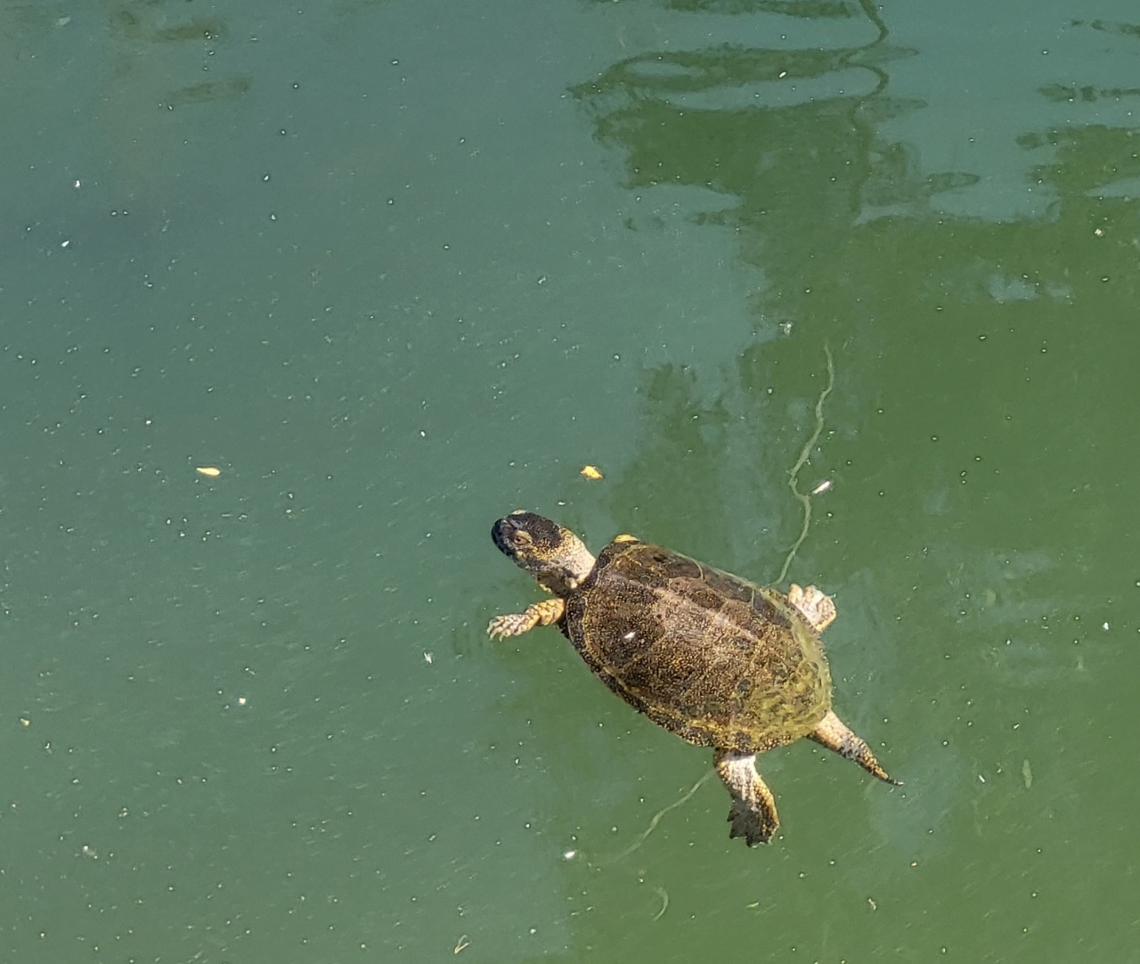 Der Kaiafas See, Nähe Elea Beach und die süßen Wasserschildkröten